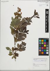 Foto von Salix pedicellata Desf.